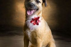 Ian-Robinson-Photography-Studio-Family-Photographers-Childrens-Photographer-029