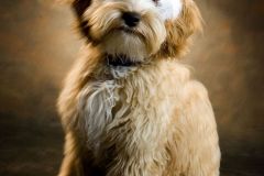 Ian-Robinson-Photography-Studio-Portrait-Photographer-in-Sale-Manchester-Pet